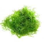 Java moss/Musgo de Java