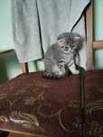 Котеня британець