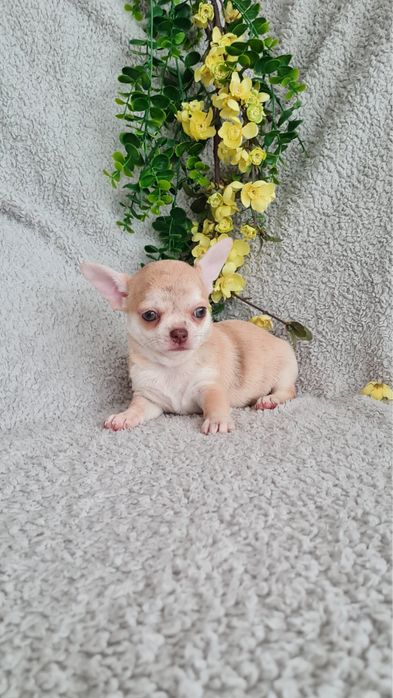 Estupenda mini Merle de Qualidade. Linhagem Russa