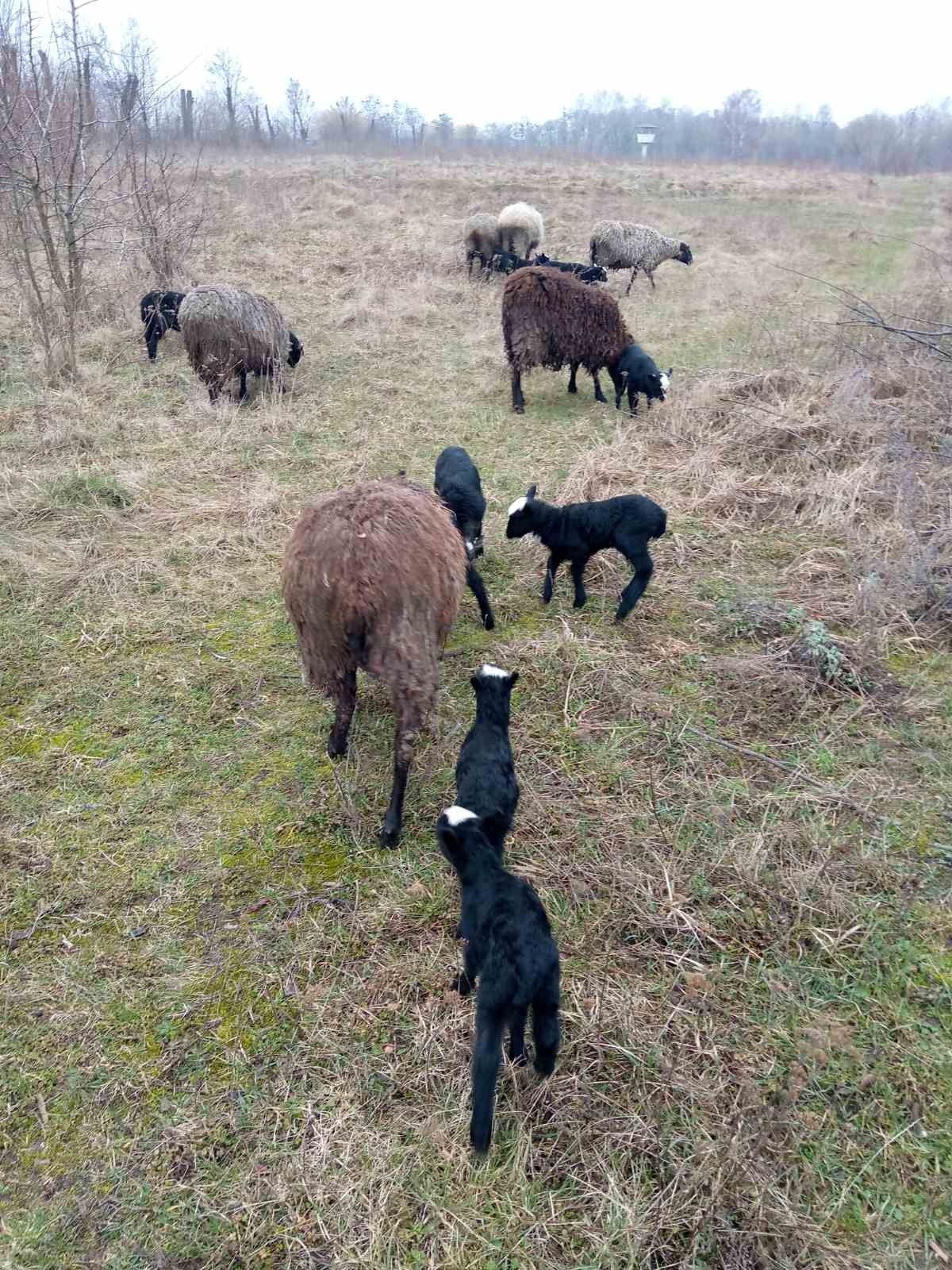 Вівця з ягнятами