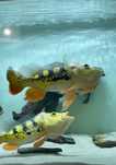 Cichla monoculos