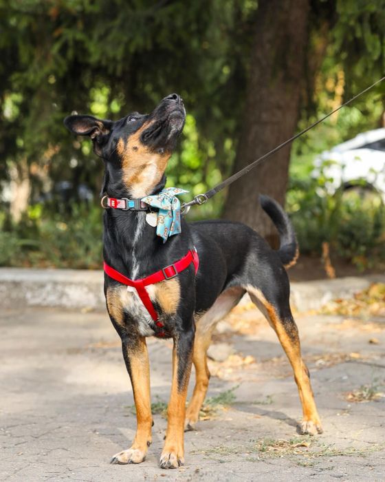 Разыскивается отвесвенная семья,для активной умной собачки