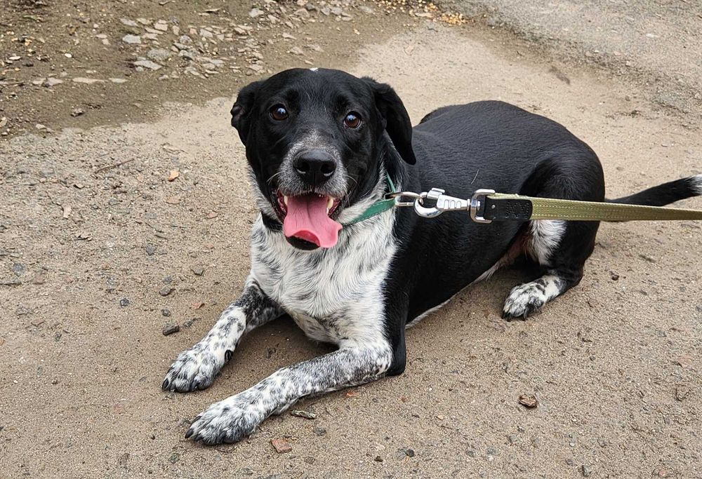 Кобель, 1.5 года, Терри метис курцхаара