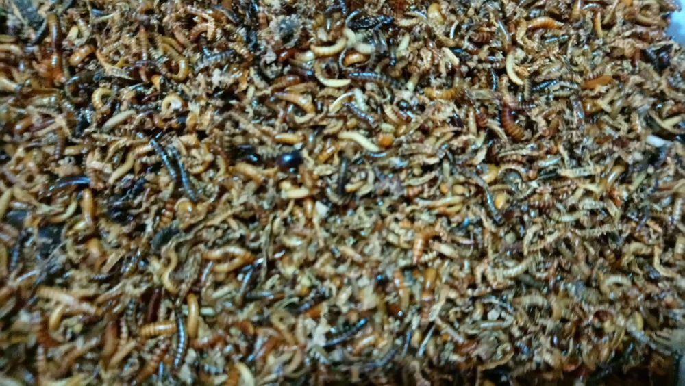 Baratas Argentina Adultas (Blapticas dubias)