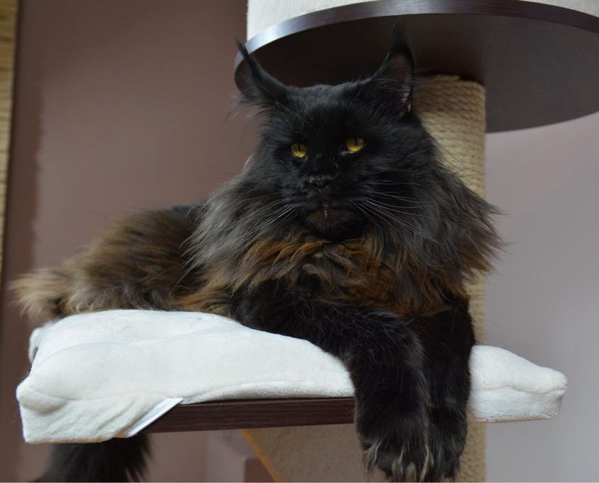 Koteczka Maine Coon w kolorze czarno-białym gotowa do zmiany domku