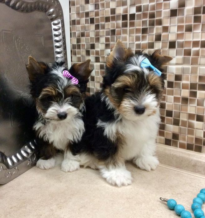 Милі дівчата хлоп'ята позитивки, документи є