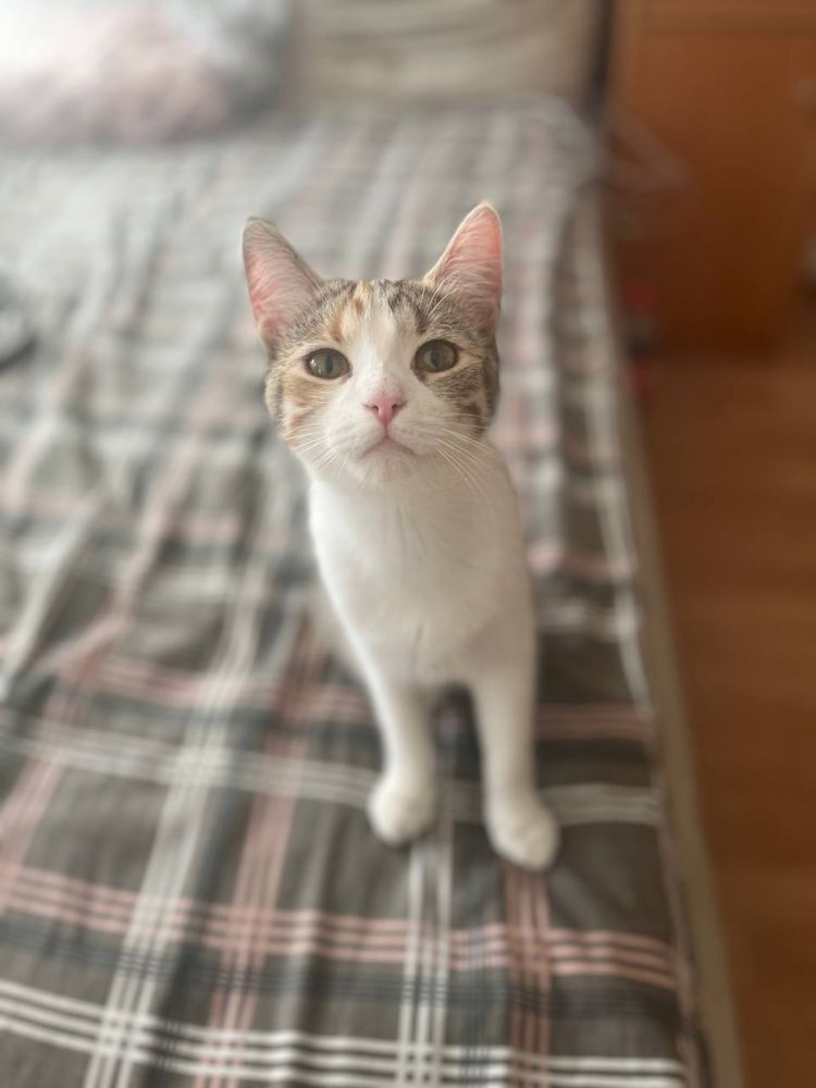 Кошка фрося ищет дом