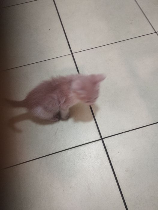 Отдам даром котят