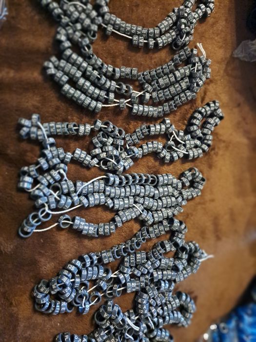 Gołębie ozdobne obraczki stałe 2026 garlacze kingi standardy mewki rys