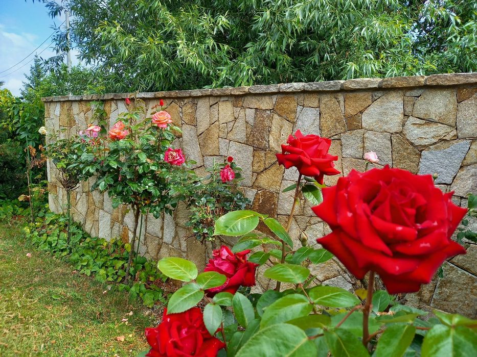Kamień granitowy na mur żółty