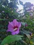 Hibiskus ketmia chińska róża sadzonka sadzonki piękne kopane z gruntu