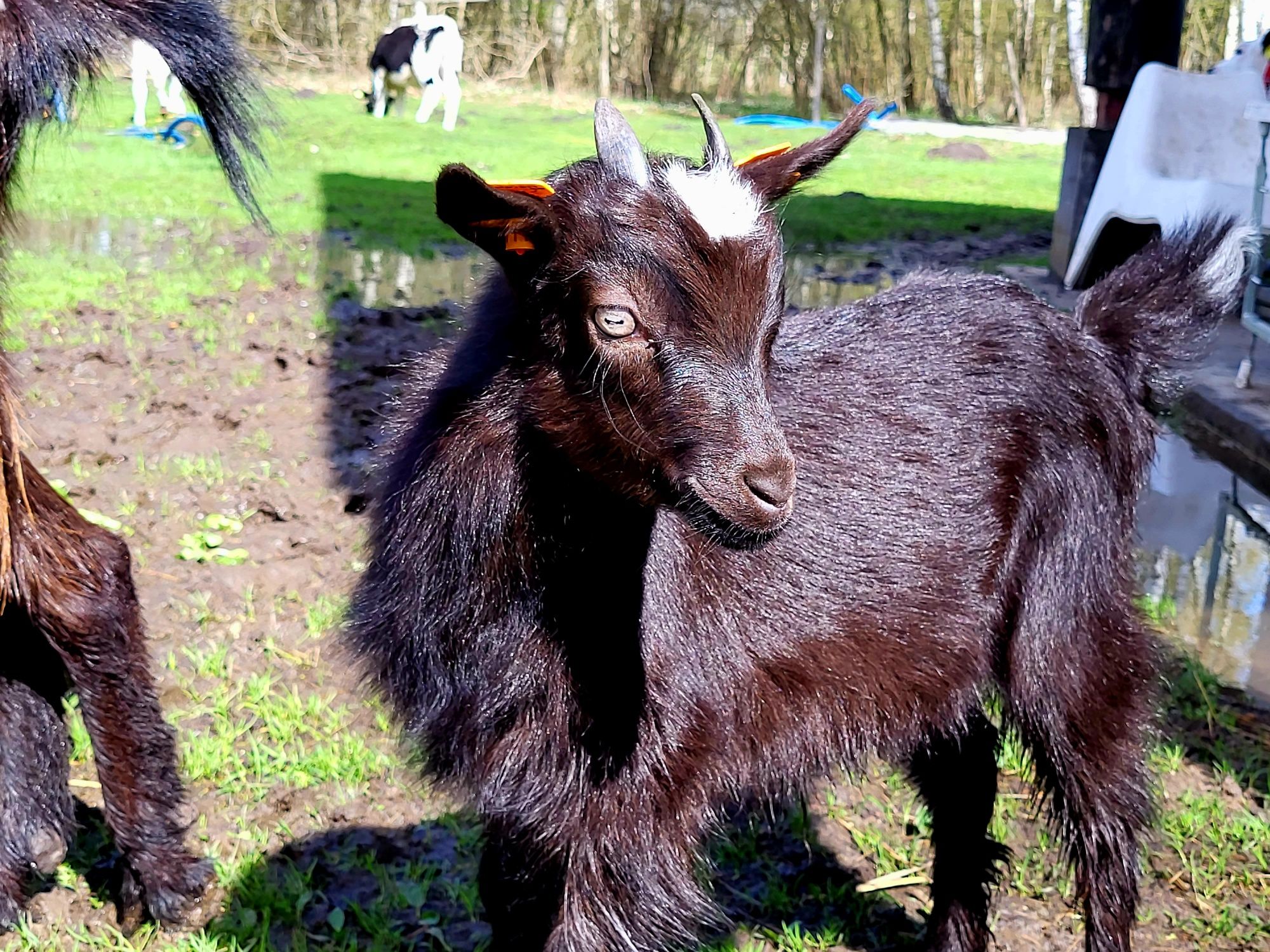 Kozy, kózki, kazimierzowskie nie sandomierskie, karpackie