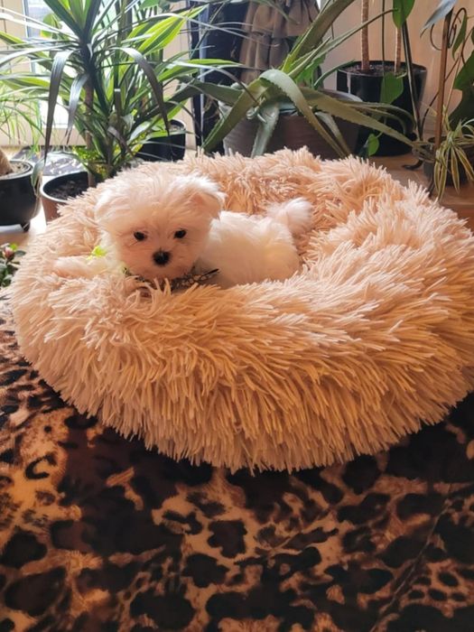 Cudowny maleńki piesek rasy maltanczyk