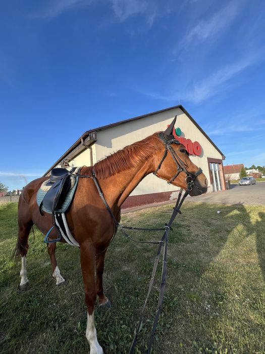 czaprak eskadron