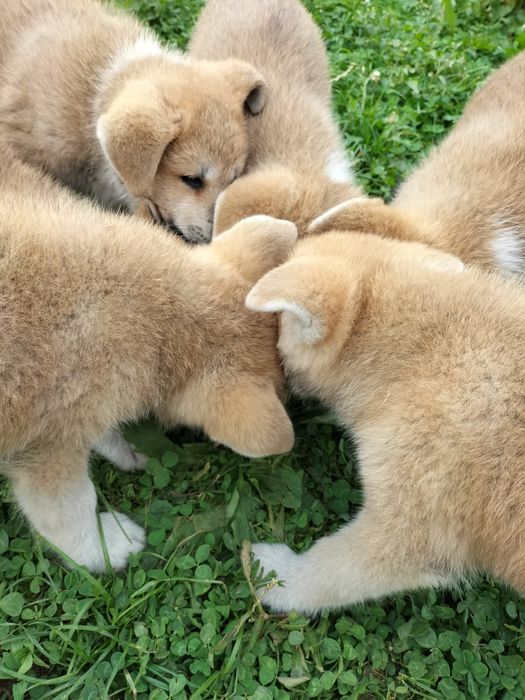 Piesek Akita Inu SWKiPR