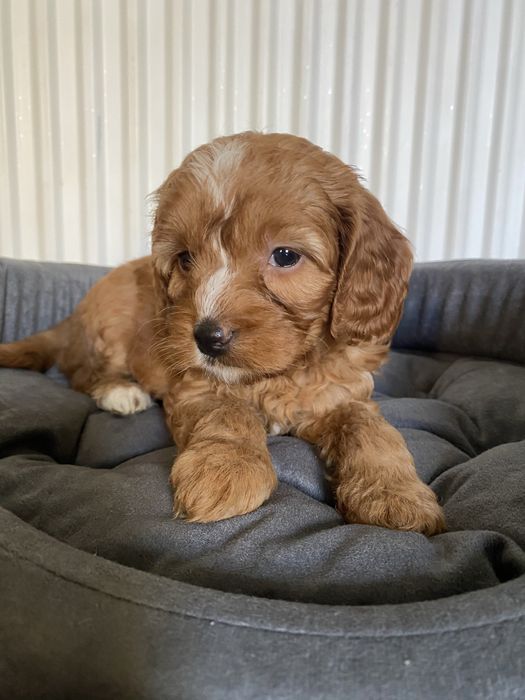 Zarezerwowana!!! Cavapoo F1B Asha Cavapoo&Pudel Miniaturowy