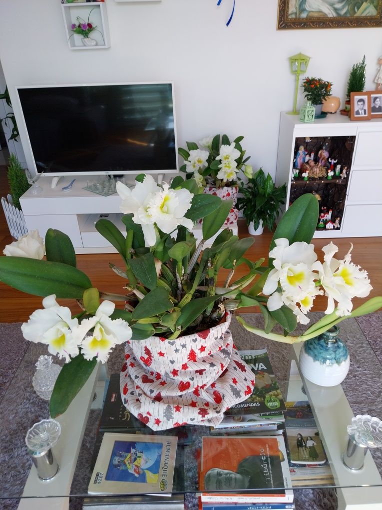 Flores  de qualidade