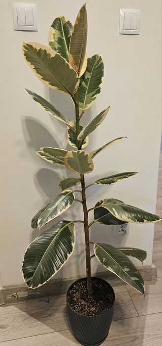 Fikus, filodendron, rhaphidophora, dieffenbachia, strelicja, zamiokulk