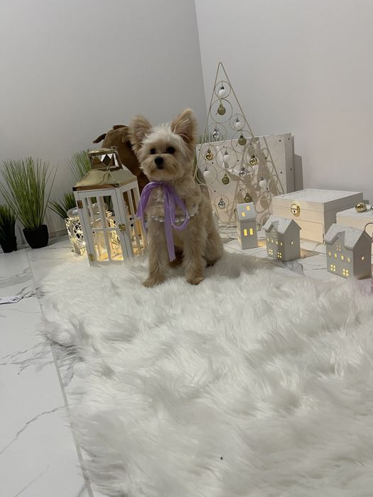 Помапу — Ніжна шерсть, велике серце