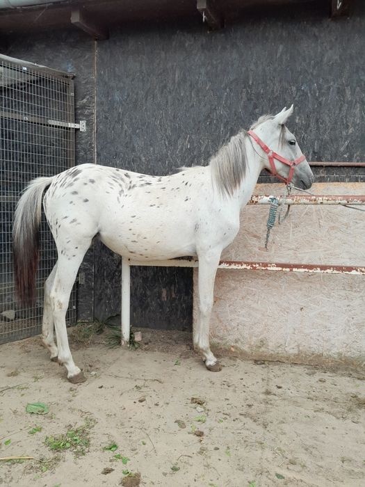 Kuc kuca klacz tarantowata tarant pelne pochodzenie 2 lata