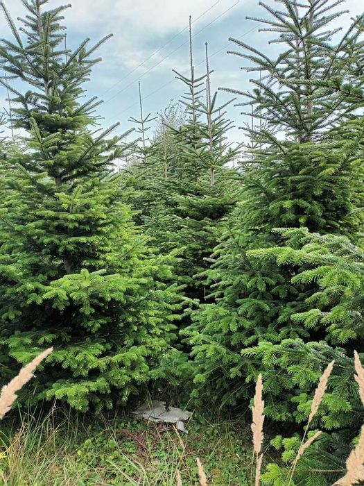 Choinki - Plantacja drzewek choinkowych – jodła kaukaska