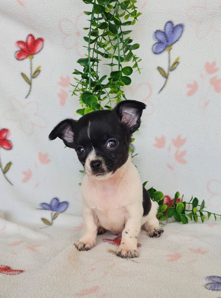 Excecional Chihuahua/Chiuaua LinhagemRussa. Qualidad