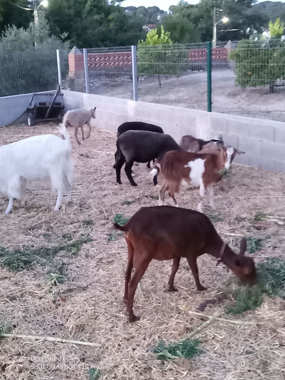 Ovelhas e cabras