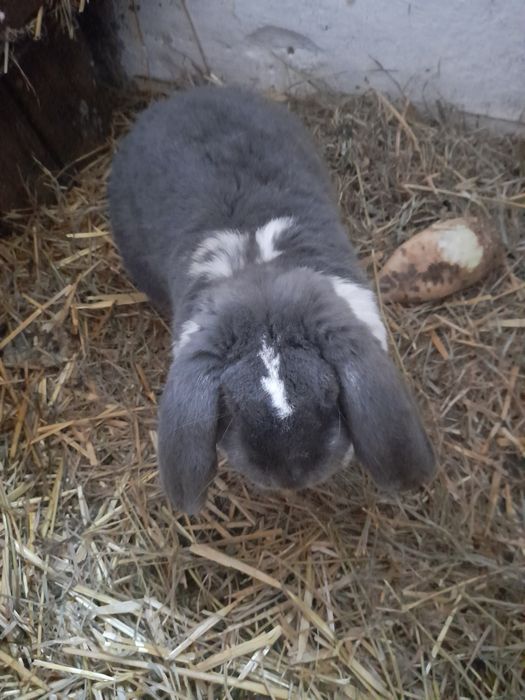 Dorosły samiec baran francuski