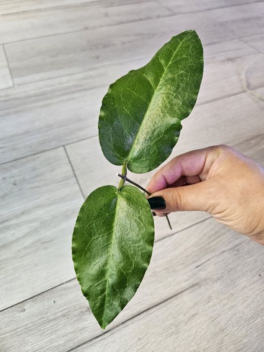 Hoya versteegii. Sadzonka