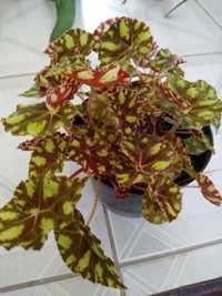 Begonia dwukolorowa