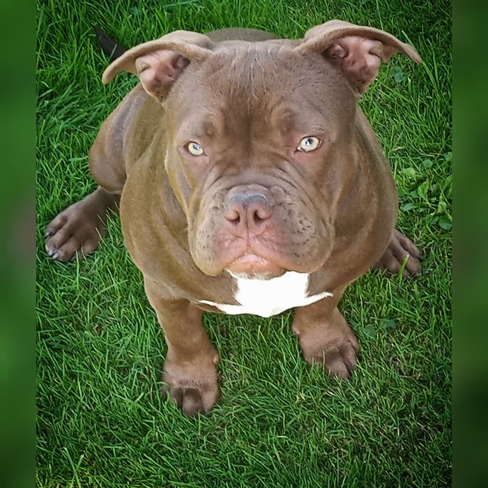 American Bully Pocked suczka ABKC
