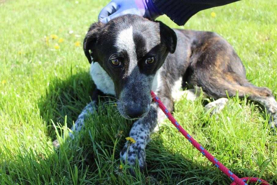 104989 Tigra do adopcji