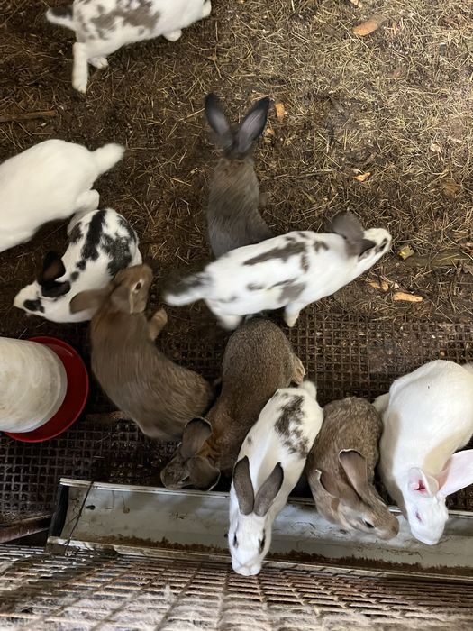 Vende coelhos caseiros