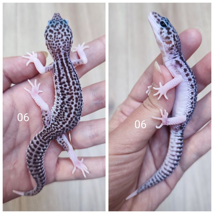 Młode gekony lamparcie, eublefary.