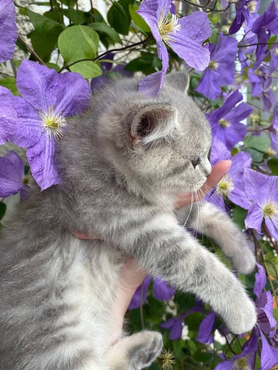 Шотландські кошенята