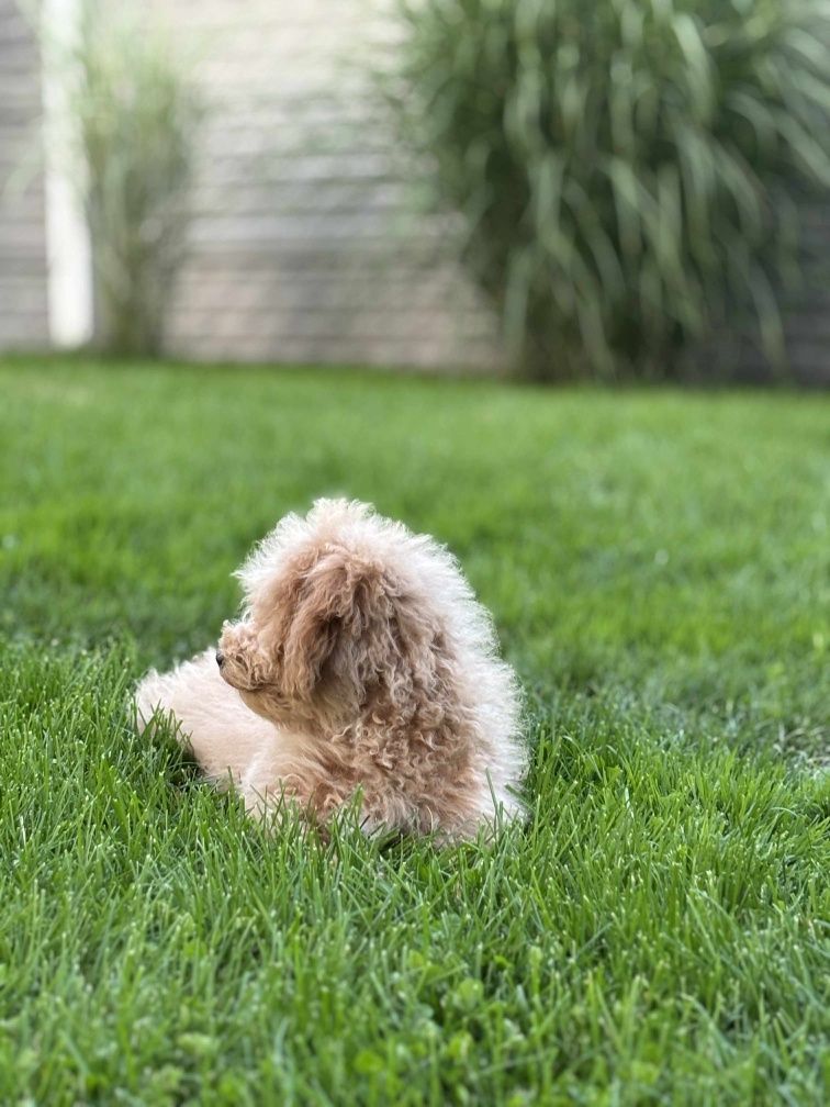 Piesek rasy Maltipoo