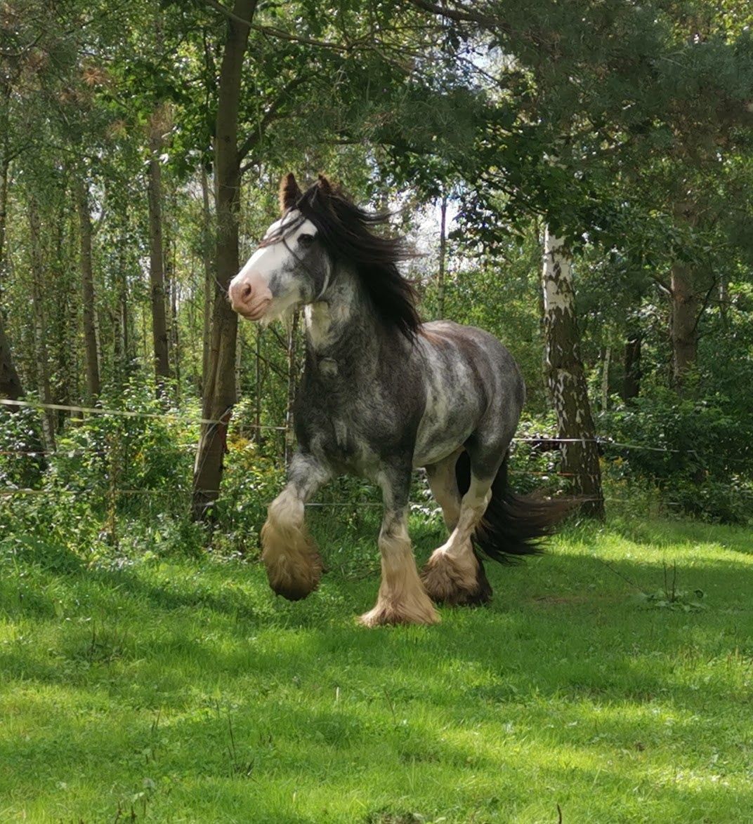 Stanowka ogierem gypsy cob/tinker