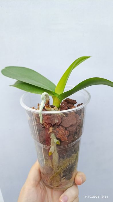 Орхідея орхидея метелик