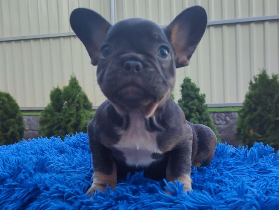 французский бульдог мальчик и девочка