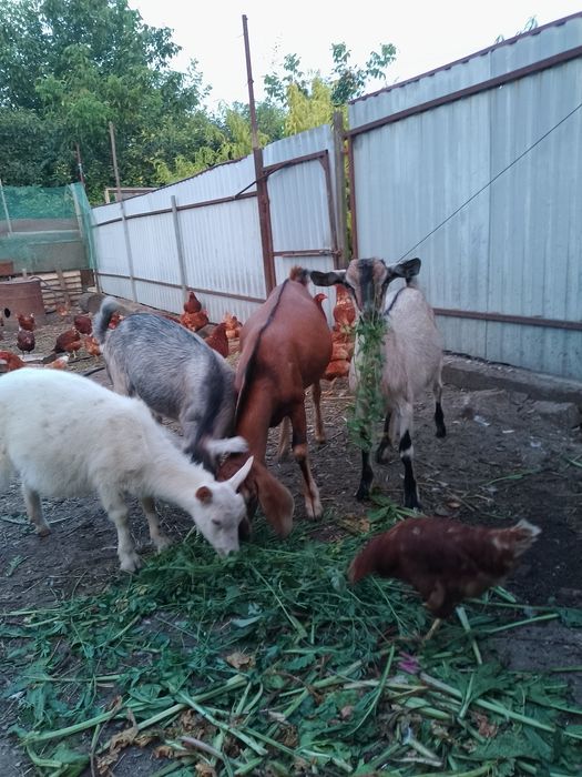Цап і козички цап англонубієць і козички альпійських порід