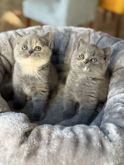Kotki brytyjskie krótkowłose – szylkret (niebiesko-kremowe)