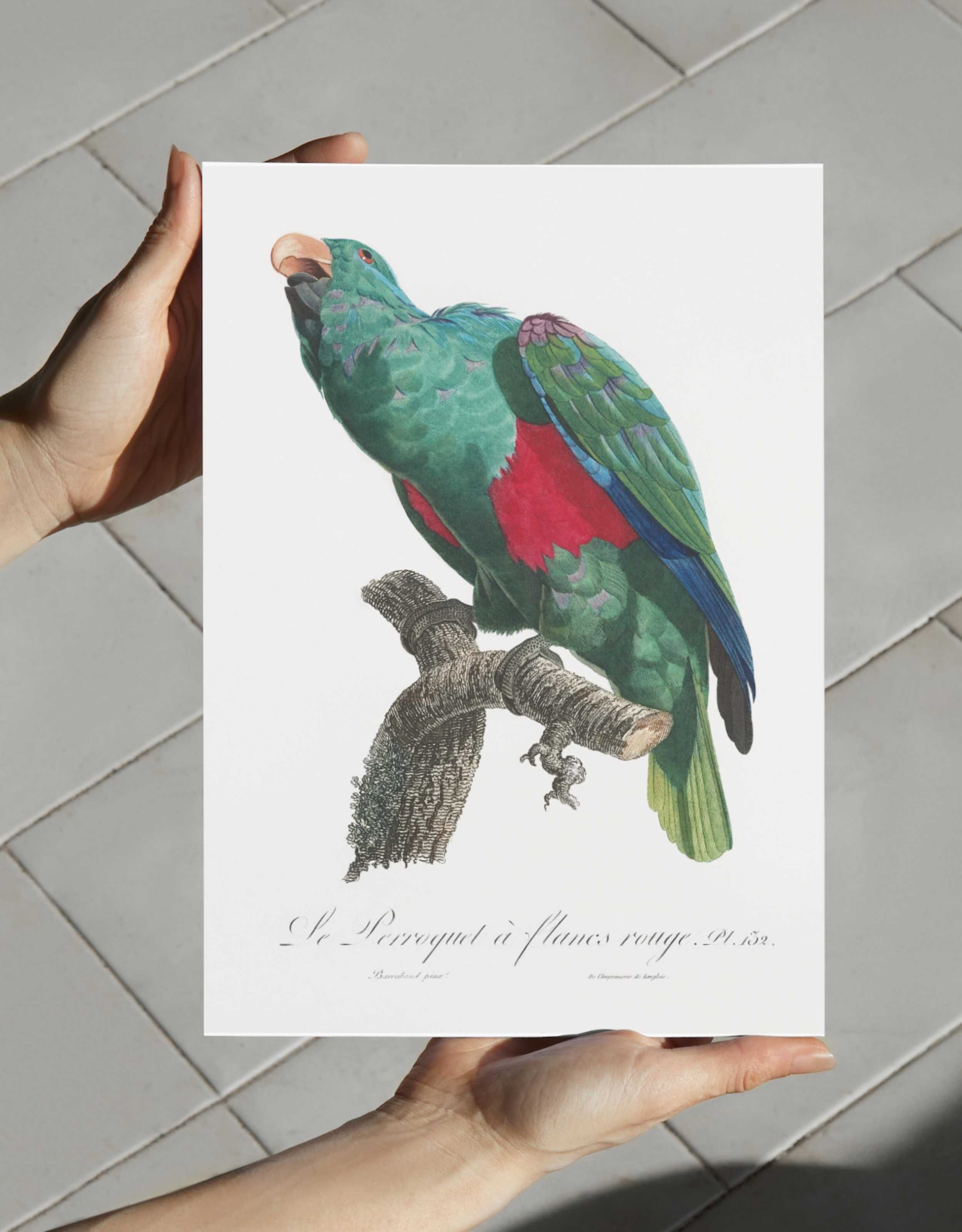 Plakaty 3szt Papugi WIELE WZORÓW! ~21x30cm Ornitologia boho vintage#2