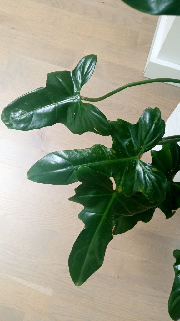 Philodendron golden dragon duży