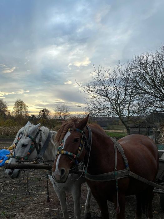 Продам пару коней