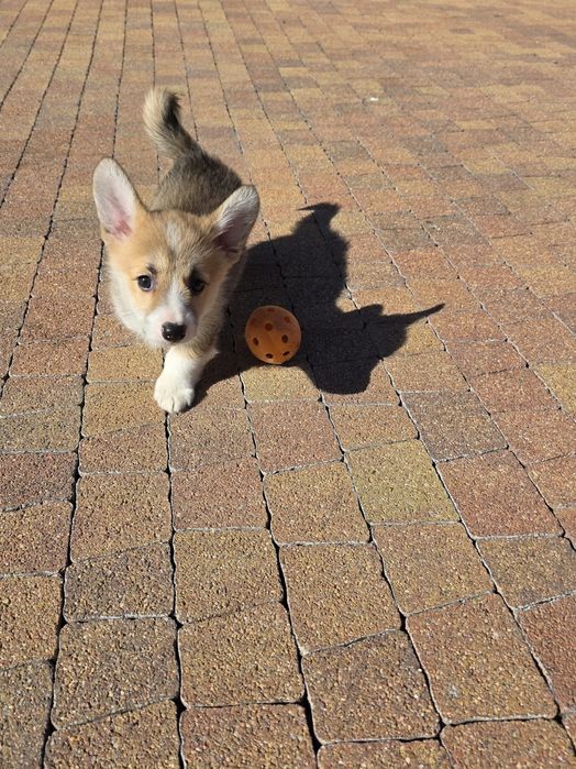 Welsh Corgi Pembroke Suczka ZKwP