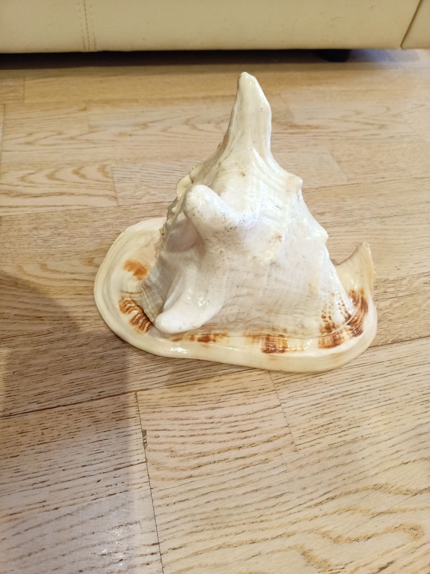 Мушля морська велика