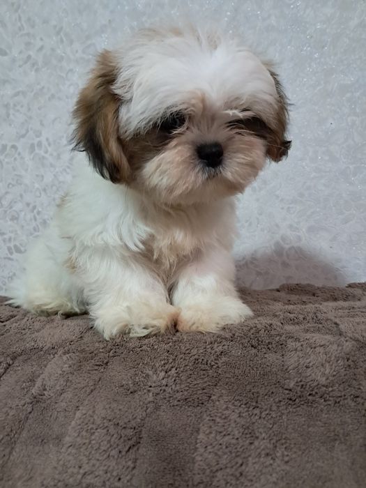 Міні ши-тцушечки