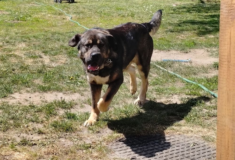 Oddam psa w dobre ręce