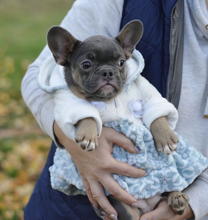 Дівчинка в кольорі Blue tan