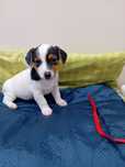 Jack Russell terrier suczka